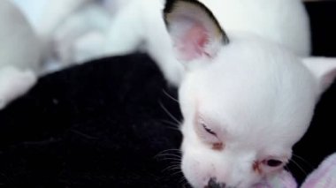 chihuahua cins lais küçük köpekler, bir gözleri yanıp söner.
