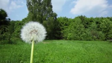 Karahindiba, orman ve yol arka plan