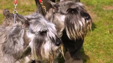 Çim yeşil çim ile iki köpek doğurmak mittelschnauzer yürü