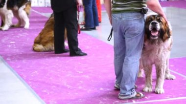 Köpekler doğurmak Moskova Watchdog yer aldığı bir sergi