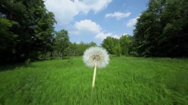 Karahindiba, çim alan ve orman hareketli arka plan