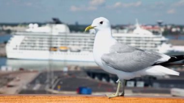 Martı Küpeşte cruise liner ile limanda güneşli gün oturur