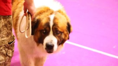 Moskova Watchdog bir sergide yer aldığı doğurmak köpek