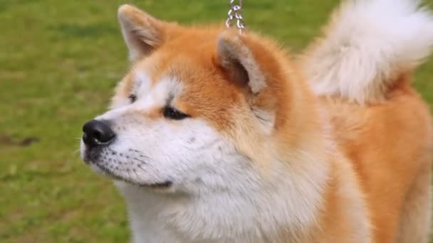 Perro de raza Shiba-inu se encuentra en el césped con hierba verde — Vídeos de Stock