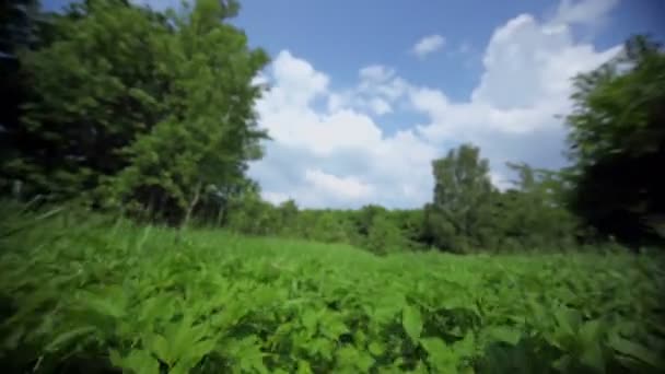 Cielo azul con nubes y campo de hierba en el soleado día de verano — Vídeos de Stock