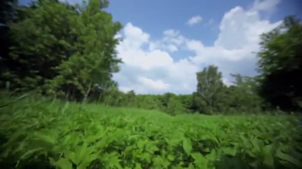 Blauer Himmel mit Wolken und Wiese an einem sonnigen Sommertag — Stockvideo