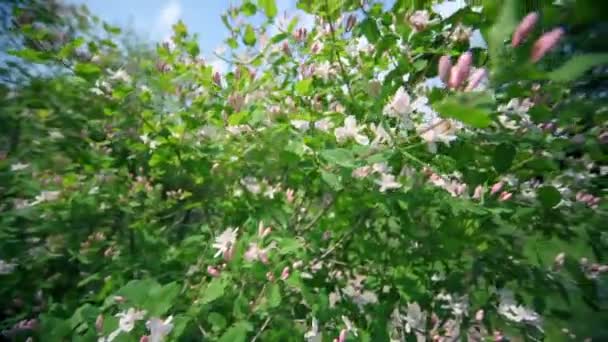 Flowers on bush lit by sun light at background of trees — Stock Video