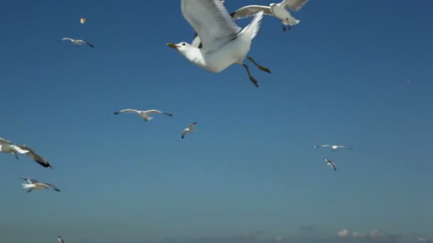 Pedaços de pão jogados para várias gaivotas batem e voam no céu — Vídeo de Stock