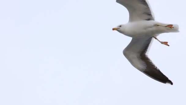 A gaivota voa no céu contra o céu nublado à tarde — Vídeo de Stock