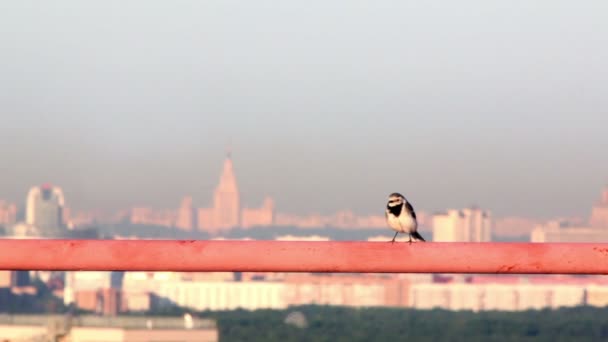 Little bird walks by orange tube at background of cityscape — Stock Video