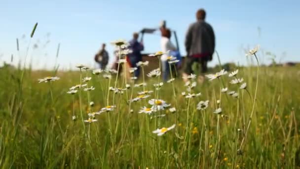 Camomiles växer på Start fält för ballonger — Stockvideo