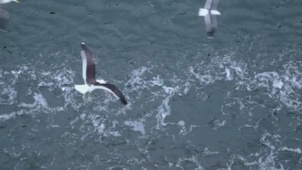 Várias gaivotas batem e voam sob a superfície da água, vista do navio — Vídeo de Stock