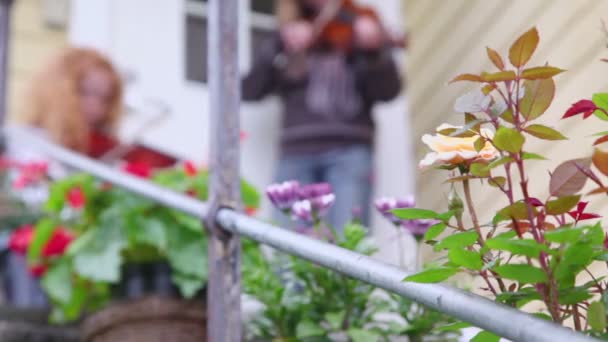 Rosa arbusto en frente de la casa de campo, las niñas juegan en el violín — Vídeos de Stock