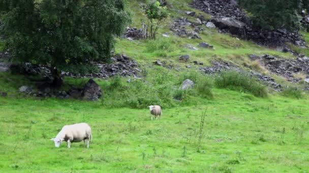 Две овцы пасутся на травяном поле возле скалистой горы в дождливый день — стоковое видео