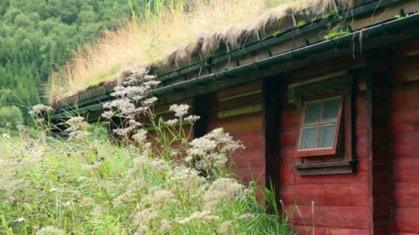 Gotas de agua de hierba en el techo de la casa de madera noruega — Vídeos de Stock