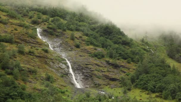 Ruisseau sur une montagne mousseuse avec forêt sous un ciel nuageux — Video