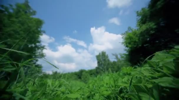 Campo de hierba bajo el cielo azul con nubes, movimiento cerca del suelo — Vídeos de Stock