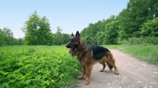 牧羊犬站在砂砾路近草田，看着周围 — 图库视频影像