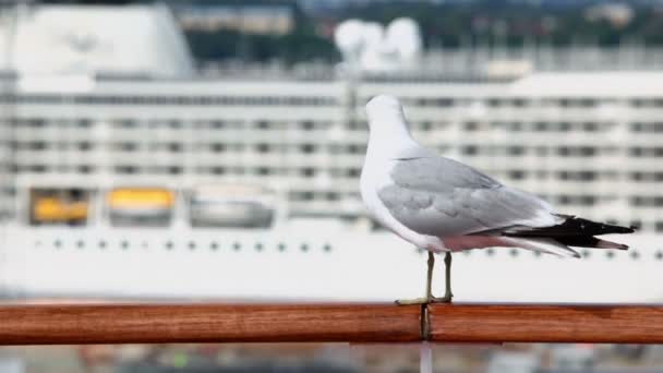 Mew sitzt bei sonnigem Wetter im Hafen mit Kreuzfahrtschiff am Geländer — Stockvideo