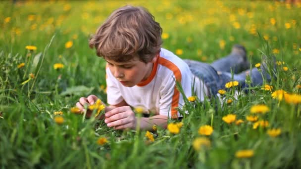 Хороший хлопчик лежить на зеленому газоні, вкритому кульбабами — стокове відео