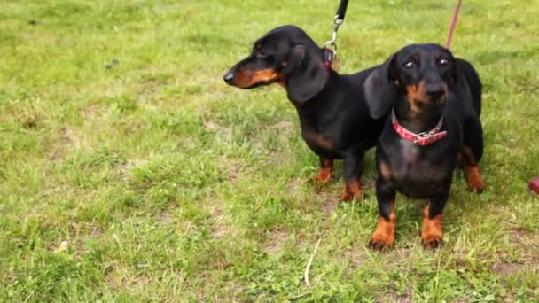 Propriétaire promenades avec deux chiens-blaireaux sur la pelouse avec herbe verte 