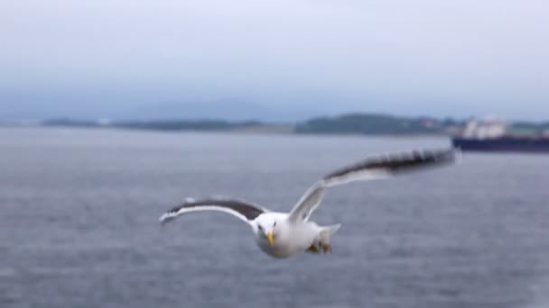 A gaivota voa no céu contra o céu nublado e o horizonte à noite — Vídeo de Stock