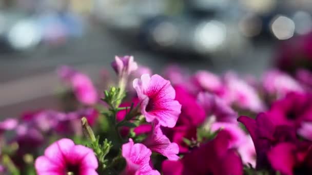 Tráfego do dia da cidade, foco em flores iluminadas pela luz do sol — Vídeo de Stock