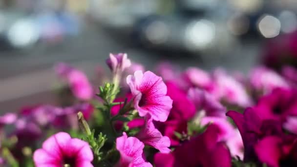 Tagesverkehr in der Stadt, Fokus auf Blumen, die von Sonnenlicht beleuchtet werden — Stockvideo