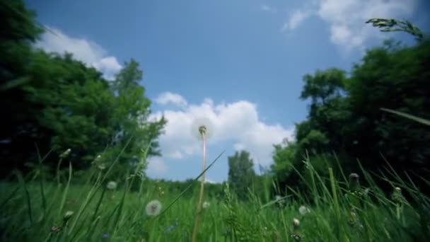 Pissenlit sur le champ d'herbe près de la forêt sous le ciel bleu avec des nuages 