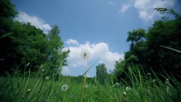 Maskros på gräsplan nära skogen under blå himmel med moln — Stockvideo