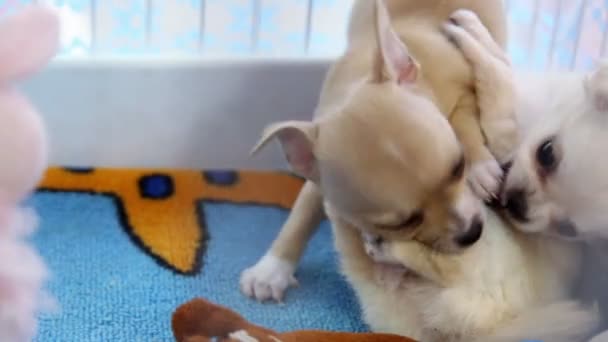 Dois filhotes de cachorro da raça chihuahua jogar na gaiola com brinquedos — Vídeo de Stock