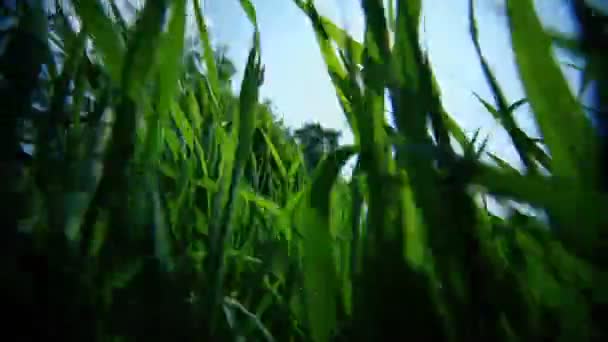Wilde gras en brandnetel onder blauwe hemel met wolken — Stockvideo