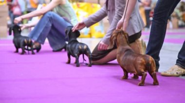 Köpekler badgerer yer aldığı dogshow sahipleri ile birlikte