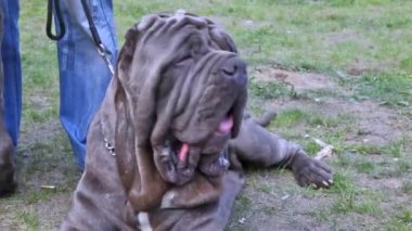 gri mastiff ile sahip çim yeşil çim üstünde duruyor.