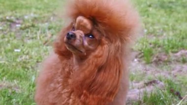 kahverengi fino köpeği ile sahip çim yeşil çim üstünde duruyor.