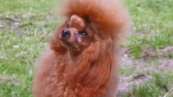 Brown poodle stands with owner on lawn with green grass — Stock Video