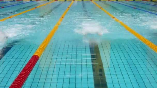 Nadadores participam de competições na piscina, lapso de tempo — Vídeo de Stock