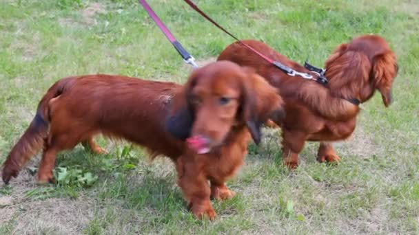 Dos perros de raza de lana larga Tejones paseo en el césped — Vídeos de Stock