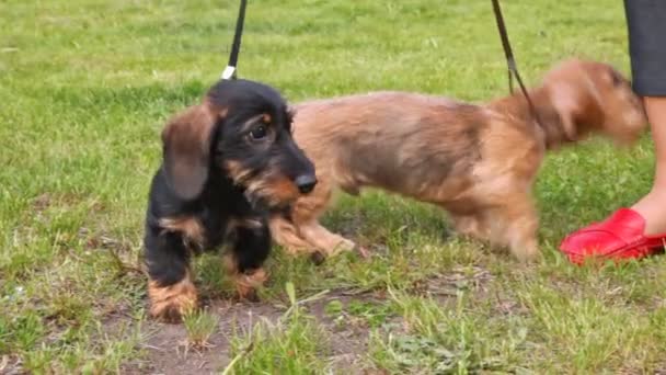 Dois cachorros de raça de lã longa Badgerers andam no gramado — Vídeo de Stock