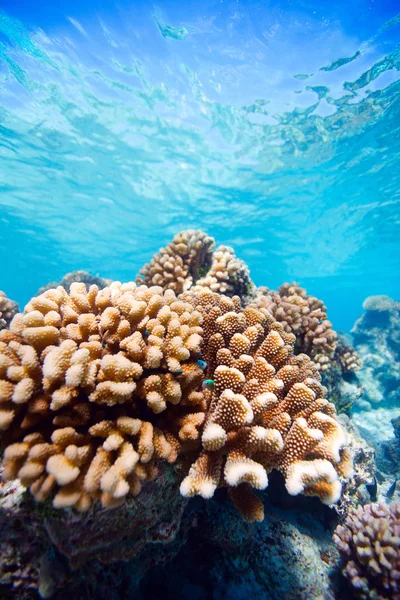 Coral reef — Stock Photo, Image