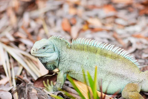 Iguana de roca en Little Water Cay —  Fotos de Stock