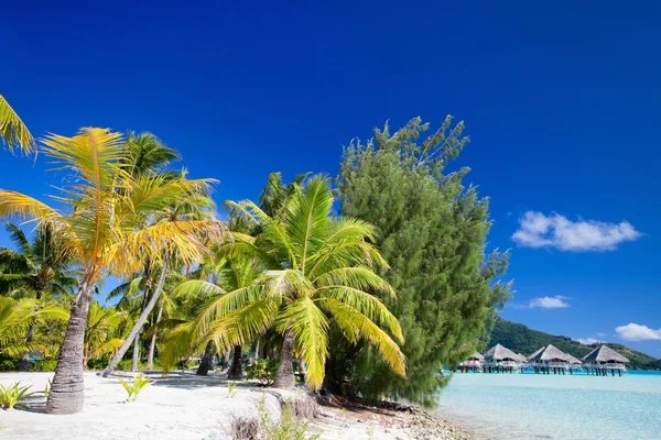 Bella spiaggia a Bora Bora — Foto Stock