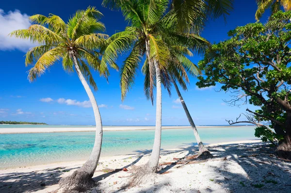 Perfekter tropischer Strand — Stockfoto