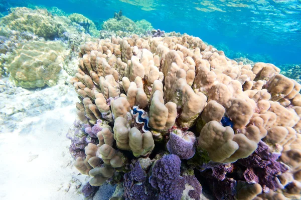 Coral reef — Stock Photo, Image