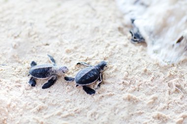 Baby green turtles