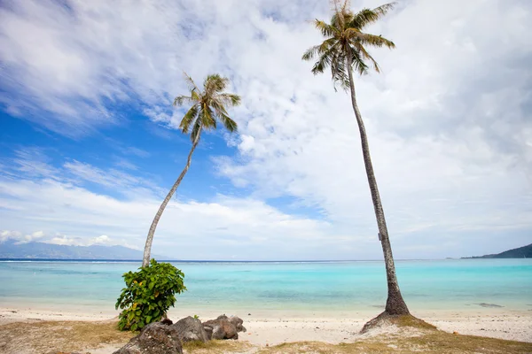 Palmiers à la plage — Photo