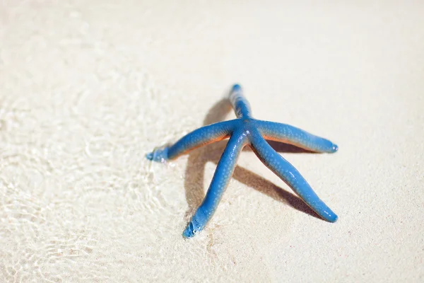 Niebieski rozgwiazda na tropikalnej plaży — Zdjęcie stockowe