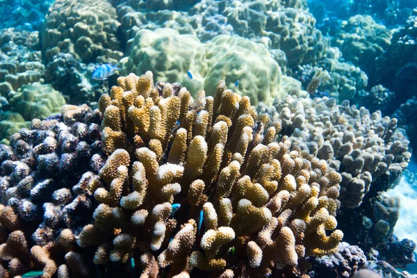 Coral reef — Stock Photo, Image