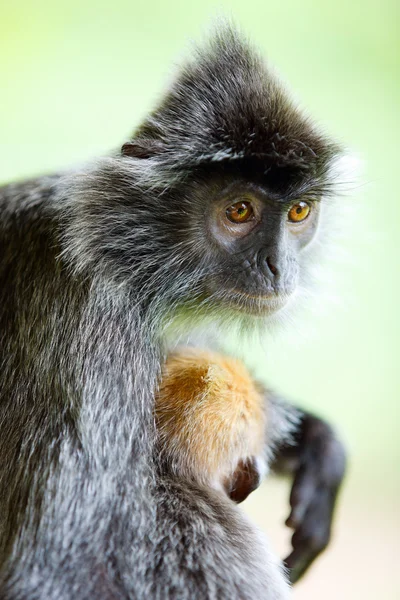 Macaco da folha de prata — Fotografia de Stock