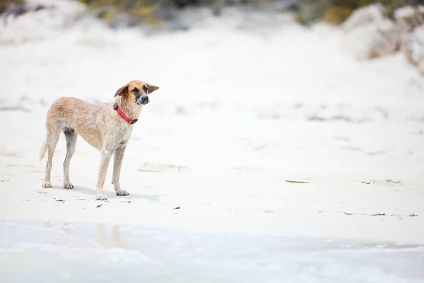 Dog at beach — Stock Photo, Image